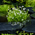 Nezábudka močiarna (Myosotis palustris) ´ALBA´, kont. P9
